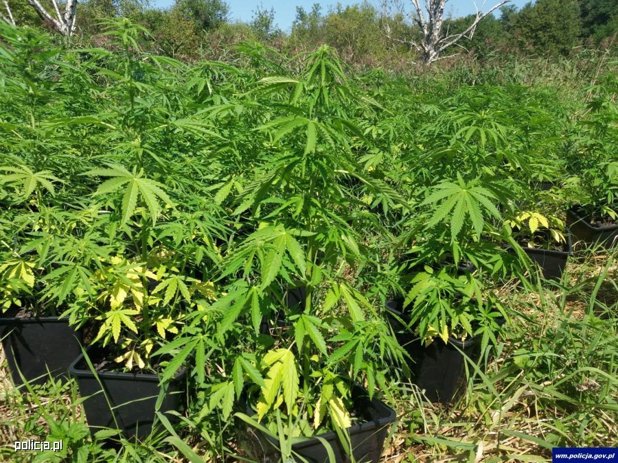 plantacja marihuany w szczytnie