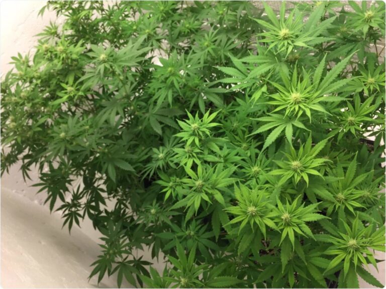 cbdpainkillerxl_royalqueenseeds_painkillerxlweednewstaniesianie