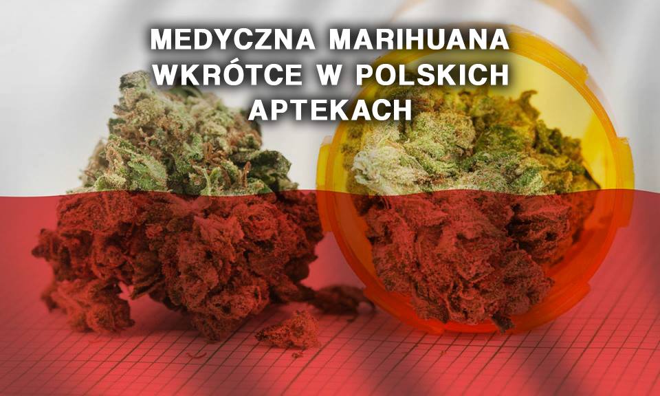 medyczna marihuana wkrotce w polskich aptekach