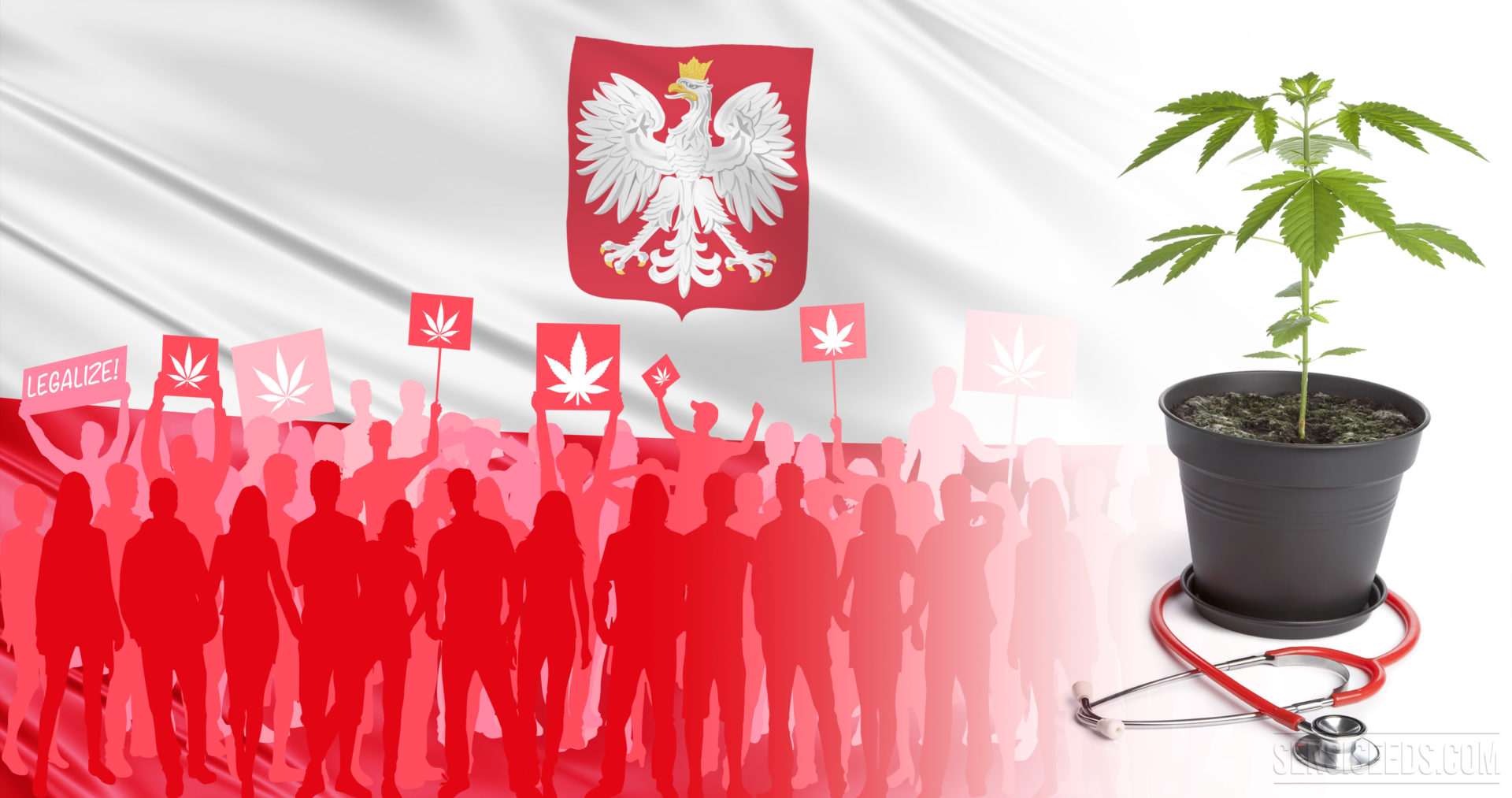 Doczekamy się upraw medycznej marihuany w Polsce