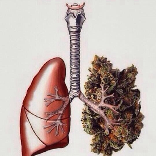 Płuca palaczy marihuany
