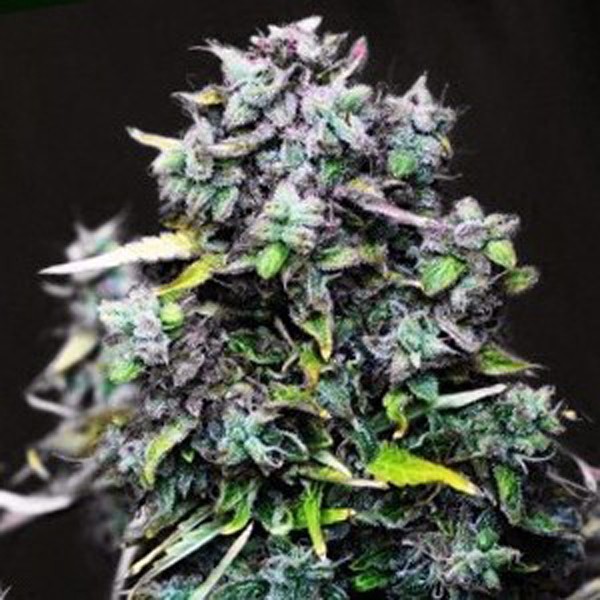 TOP 5 odmian autoflowering