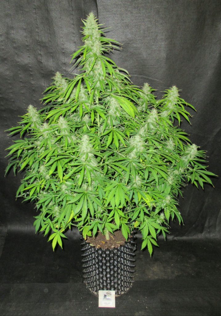 TOP 5 odmian autoflowering