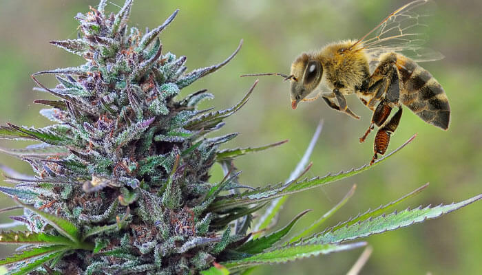 konopie uratują pszczoły