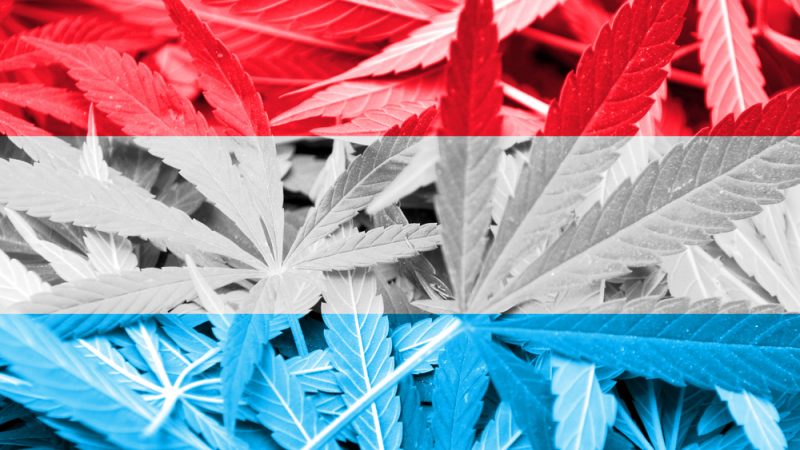 zapowiedzi legalizacji marihuany