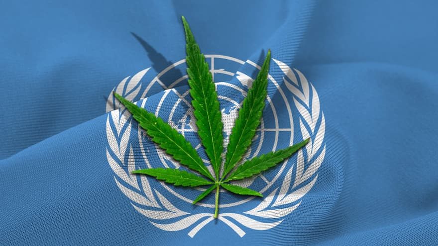 ONZ sprzeciwia się legalizacji konopi indyjskich