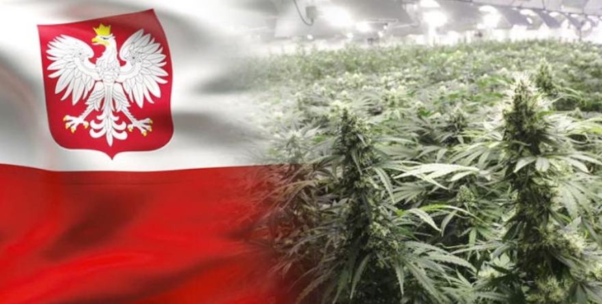 PiS rozważa legalizację marihuany